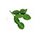 3 Curry Leaves